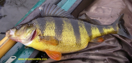 Jack perch - the kind of yellow perch Richard liked...