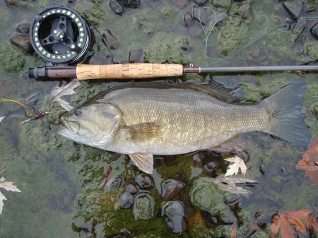 This early fall smallie took one of JJ-Jig's "home invader" streamers on the swing... 
